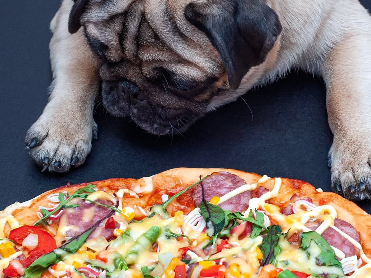 Is Pizza Bad for Dogs: Understanding the Risks of Feeding Pizza to Dogs